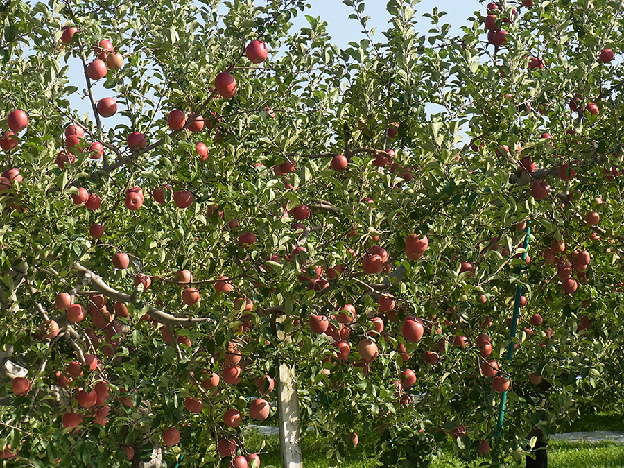 りんご画像5