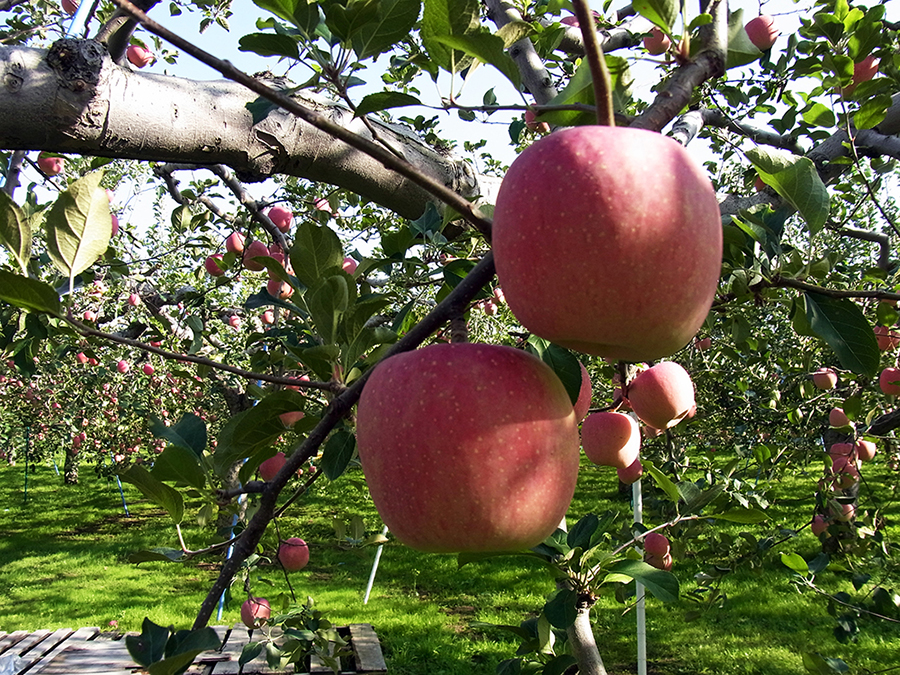 りんご画像8