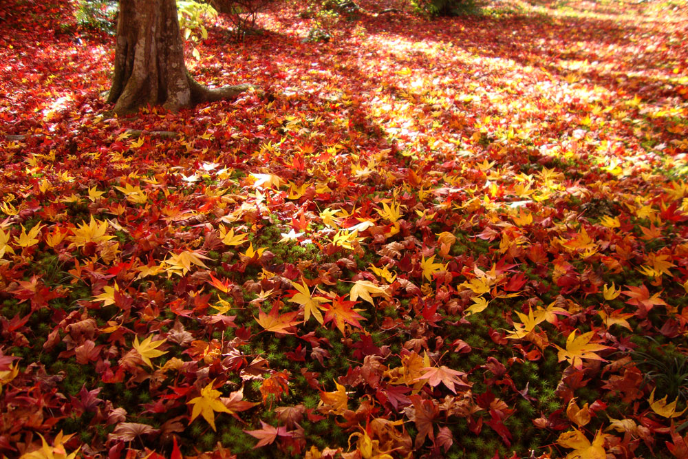 秋の紅葉には、オロビアンコを。