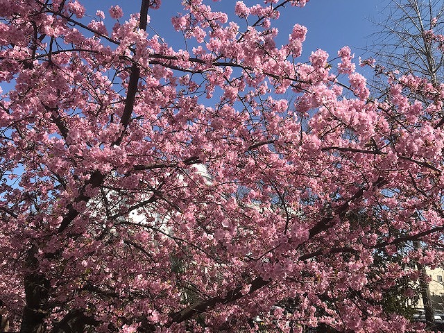 🌸　お客様スーツのご紹介　🌸