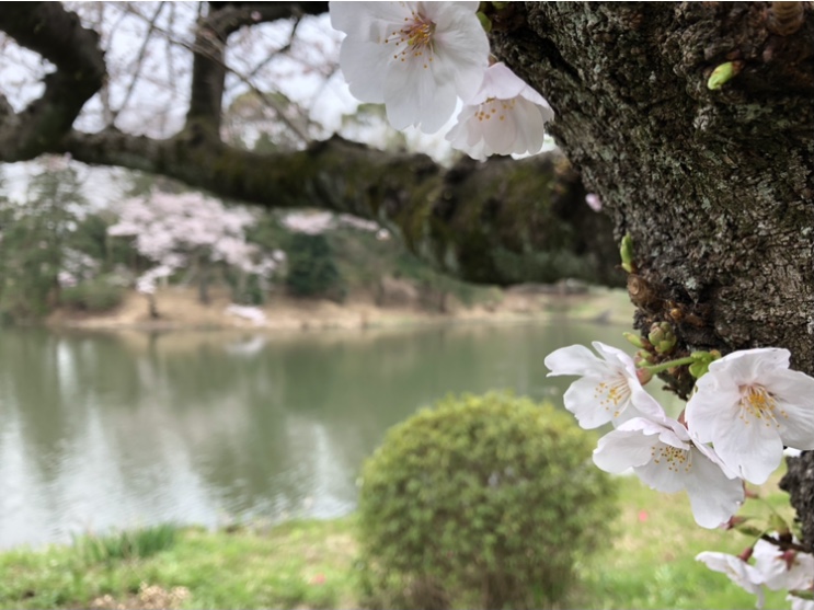 開花宣言