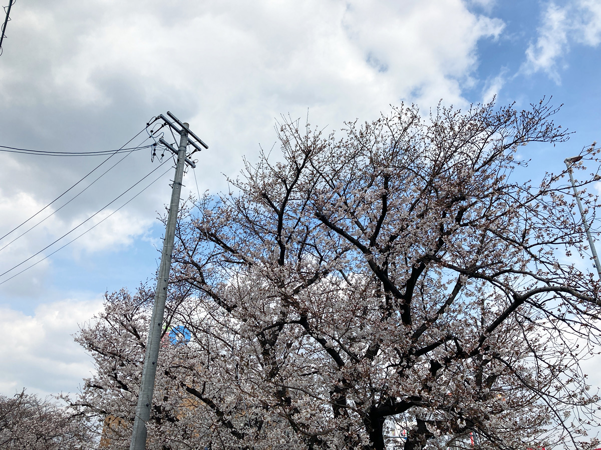 桜色、淡い、草木etc...　この春に纏うべきキーワード