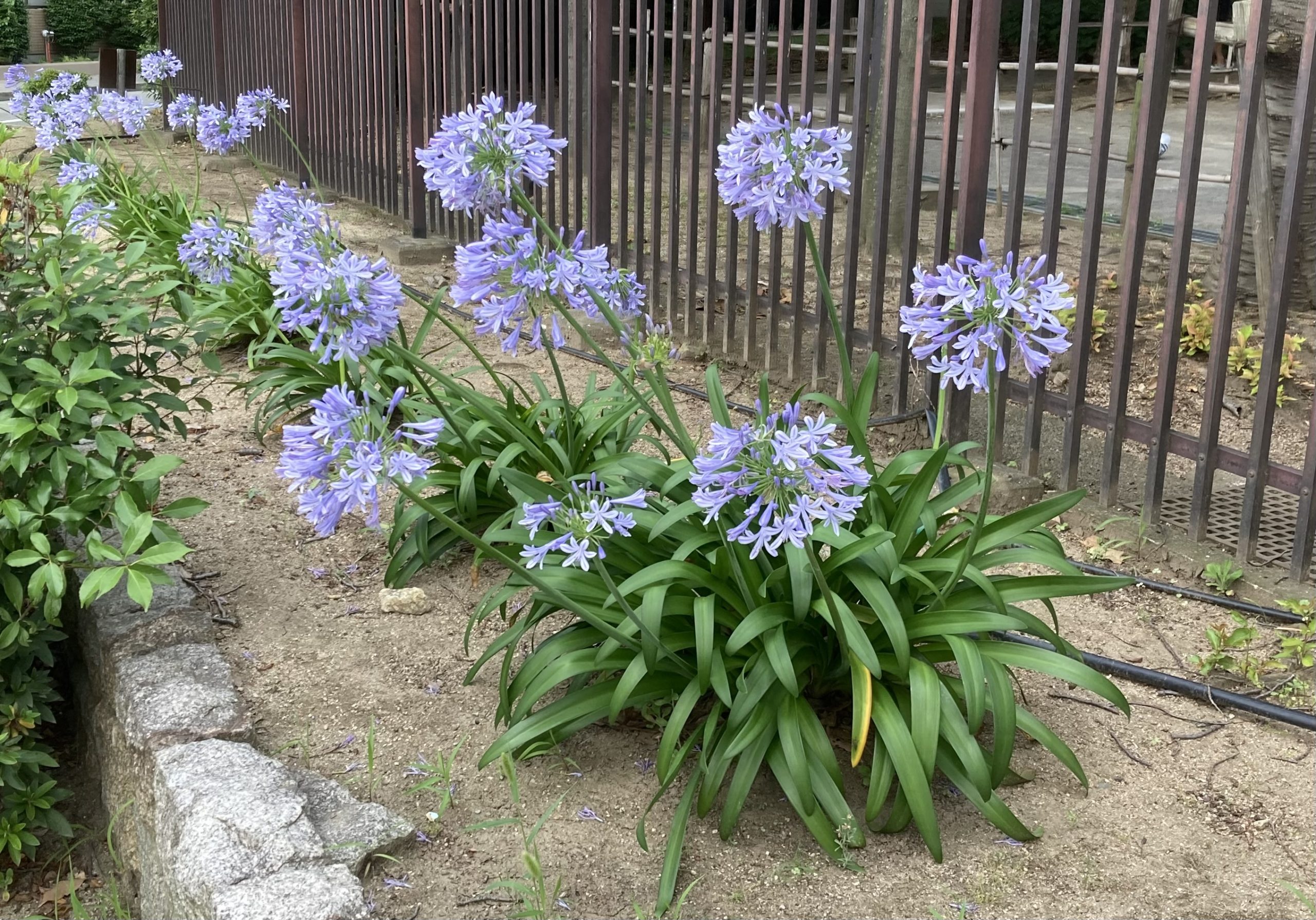 大安と一粒万倍日