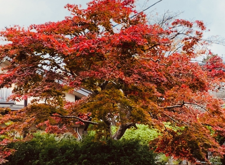 そろそろ紅葉の季節