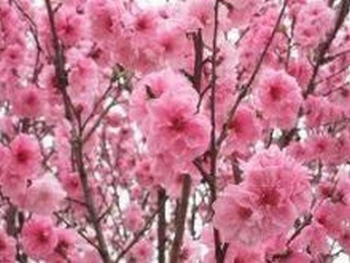 スプリングフェア🌸生地の正体の特徴は(?_?)