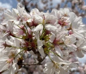 桜の咲く時期に向けて