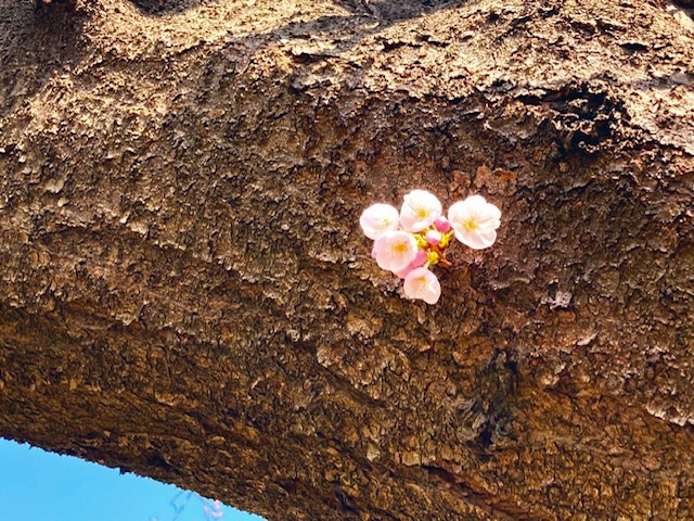 セールも終盤！ご来店いただきましてありがとうございます🌸