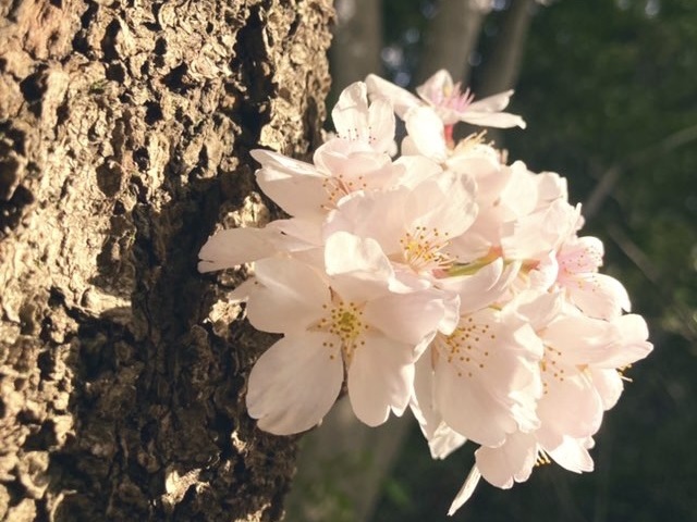 ご来店ありがとうございました🌸/数量限定ゼニア