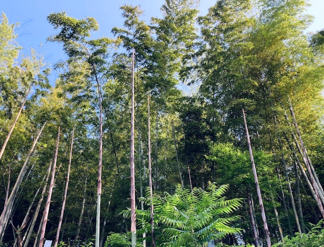 あっついお出かけ日和の週末🌞/オススメ生地