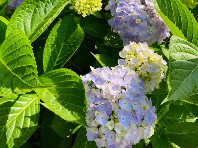 ポイントステッチの色糸でさり気ないおしゃれ/久々の花火🎆