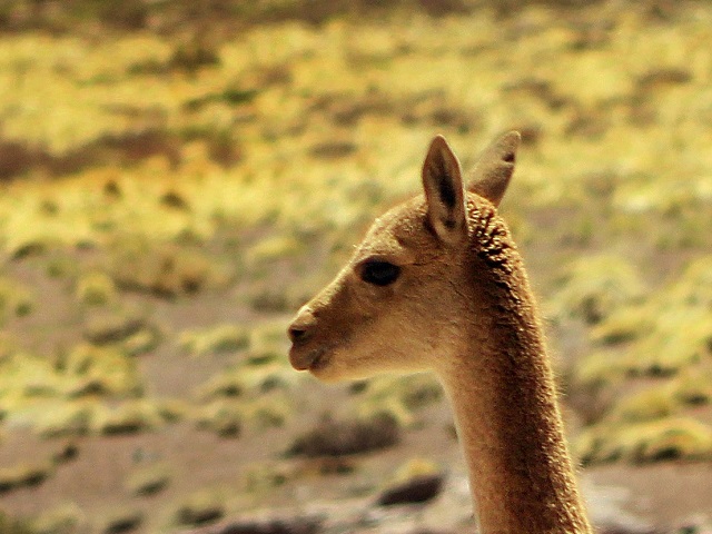 ラクダ科って独特の可愛さが……🐫/今週末から始まりますよ～