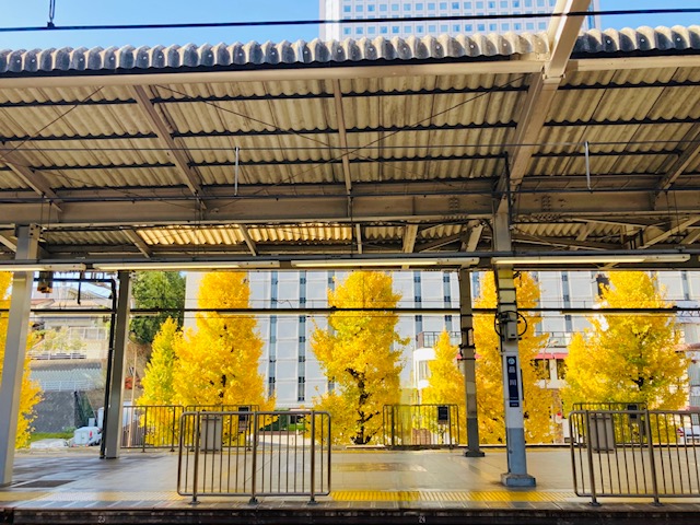 イチョウ狩りは駅のホームにて…🍂厚着の冬だから気になる汗とワイシャツ、通気性のいい裏地とか