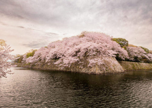 桜ぐるぐる🌸　気温差でやられそう　なんか羽織りが欲しい　