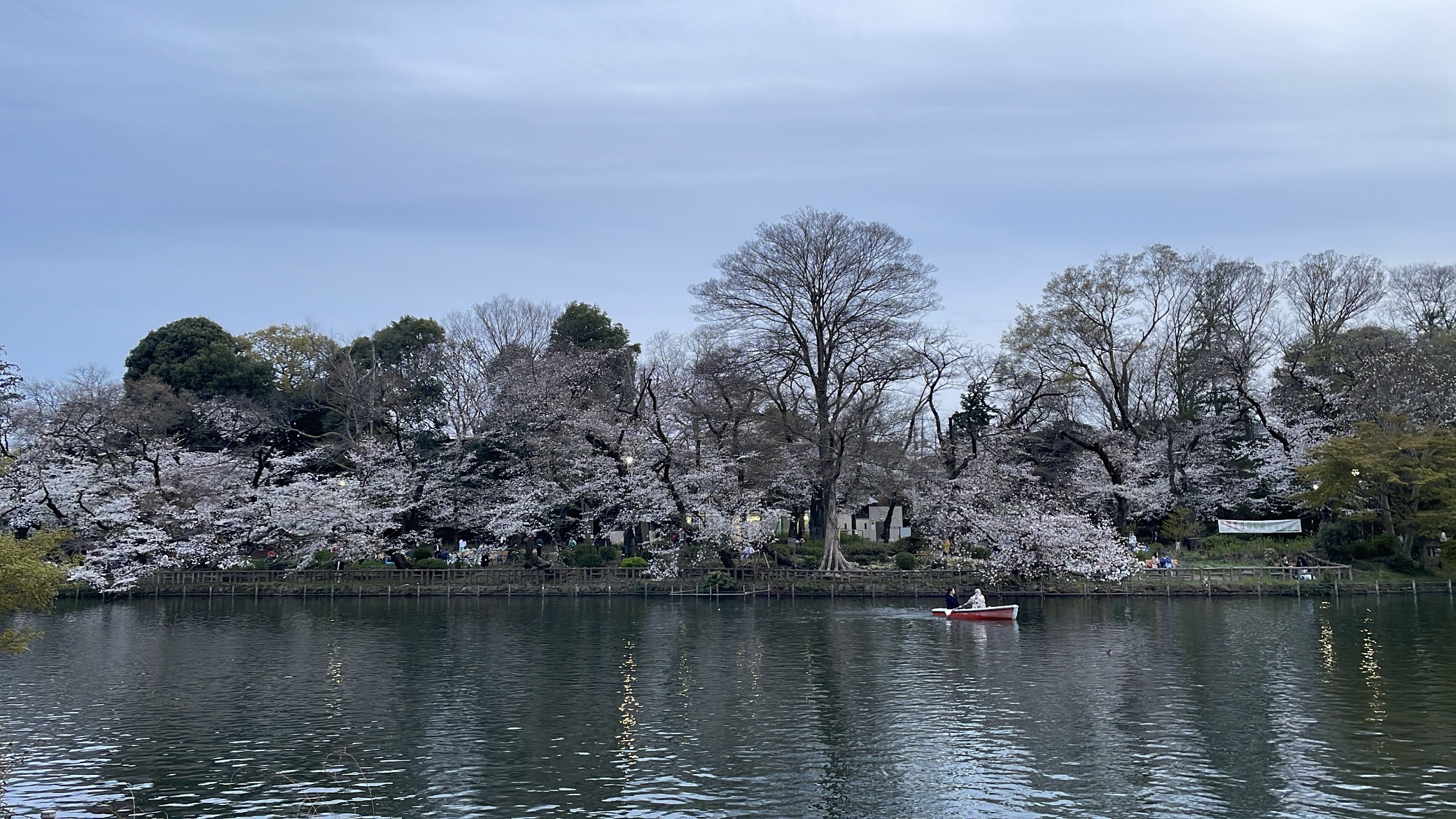 桜　酒　サトウの弁当　サラッと機能性素材！？？