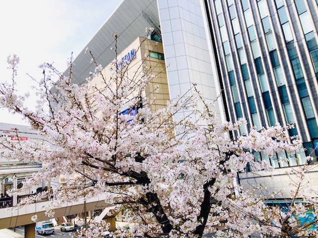 JR立川駅北口の１本桜が見頃です🌸新年度は棚卸…からの現状復帰/迫るオープン１周年
