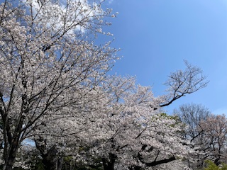 素敵な街！そしてずっと私の推し🌸