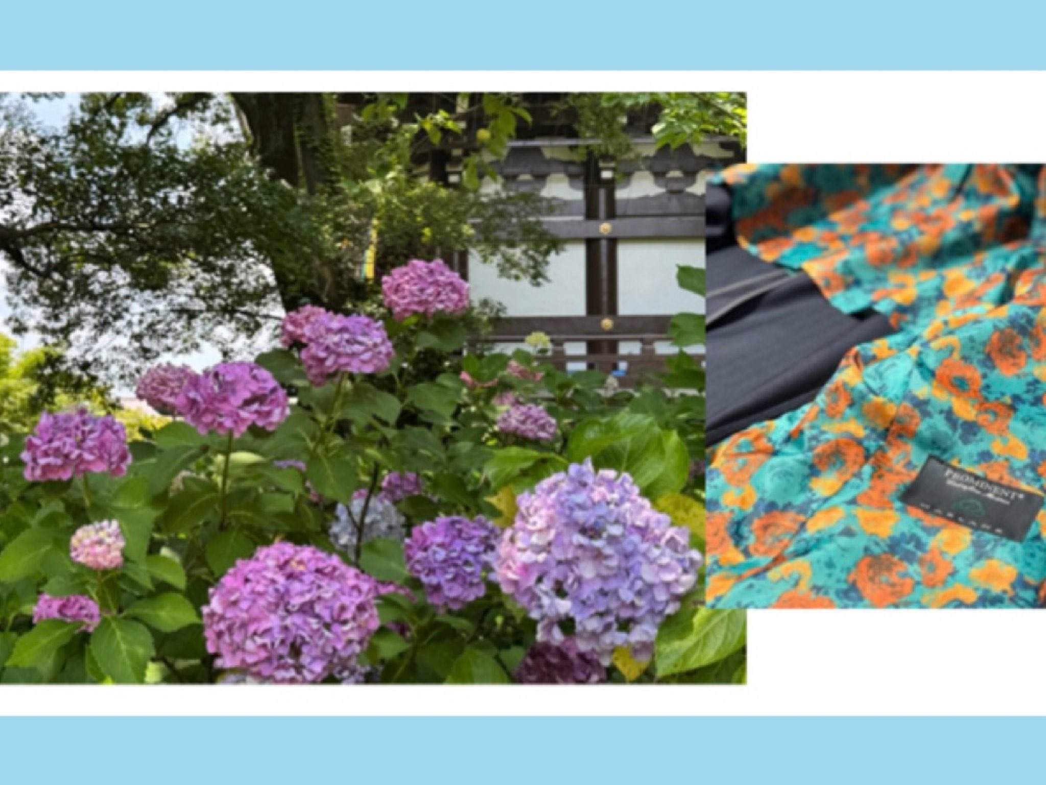 紫陽花と裏地を楽しむ～美しさに魅せられて～