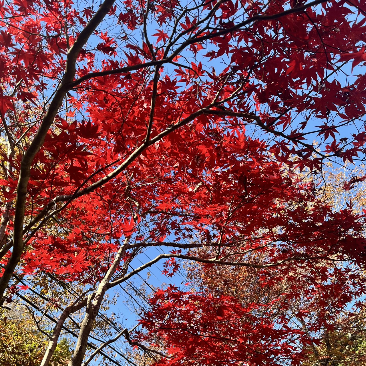 レディーススーツ出来上がりです☆