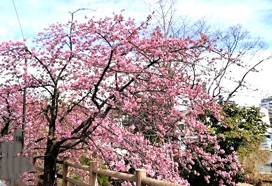 は～るよ♪来い🌸