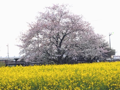 新生活応援してます