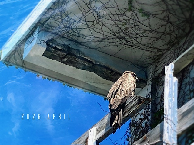 海面に花びらが漂う季節に⛵集中し過ぎも良くない……/19日迄７Days新生活フェア