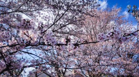 ☆7Days新生活フェア☆