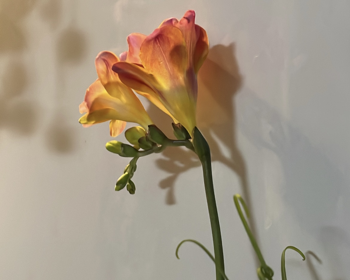 祝日水曜日は営業しております⚜️