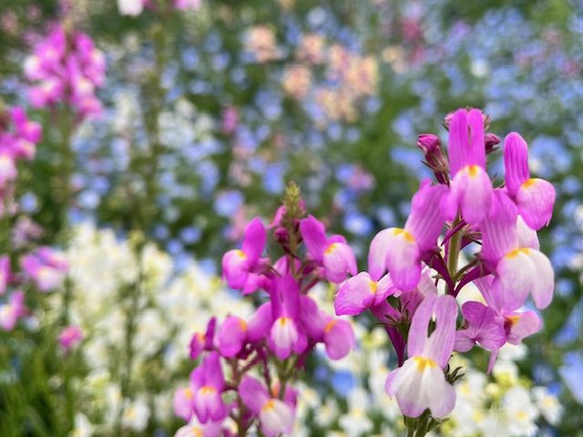 4月29日(水)　昭和の日