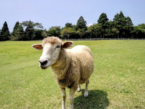 夏こそウールを！