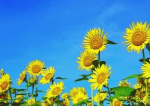 夏季休業のお知らせ